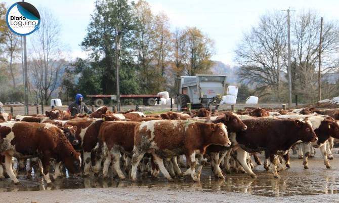 Los Lagos: Cuarentena de exportación resguarda 3 mil bovinos que partirán a Turquía