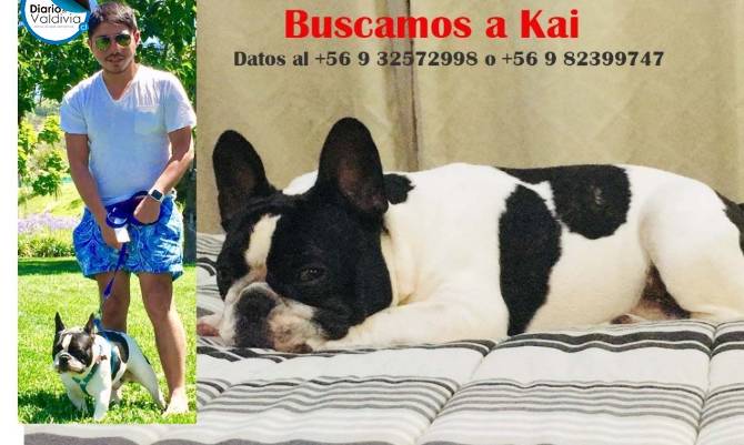 Médico de Valdivia ofrece $1.000.000 por datos para encontrar a su querido perro Kai