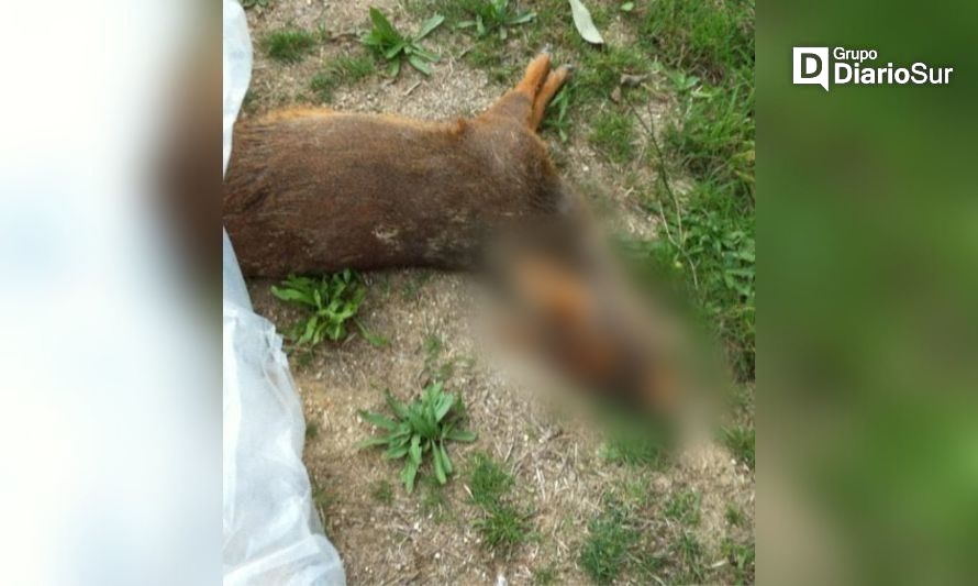Confirman hallazgo de pudú muerto en sector aledaño a Feria Fluvial